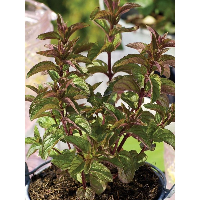 mięta pieprzowa (Mentha piperita) Chocolate Mint- Świat bylin - sklep internetowy