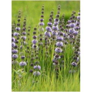 mięta polej (Mentha pulegium) - Świat bylin - sklep internetowy