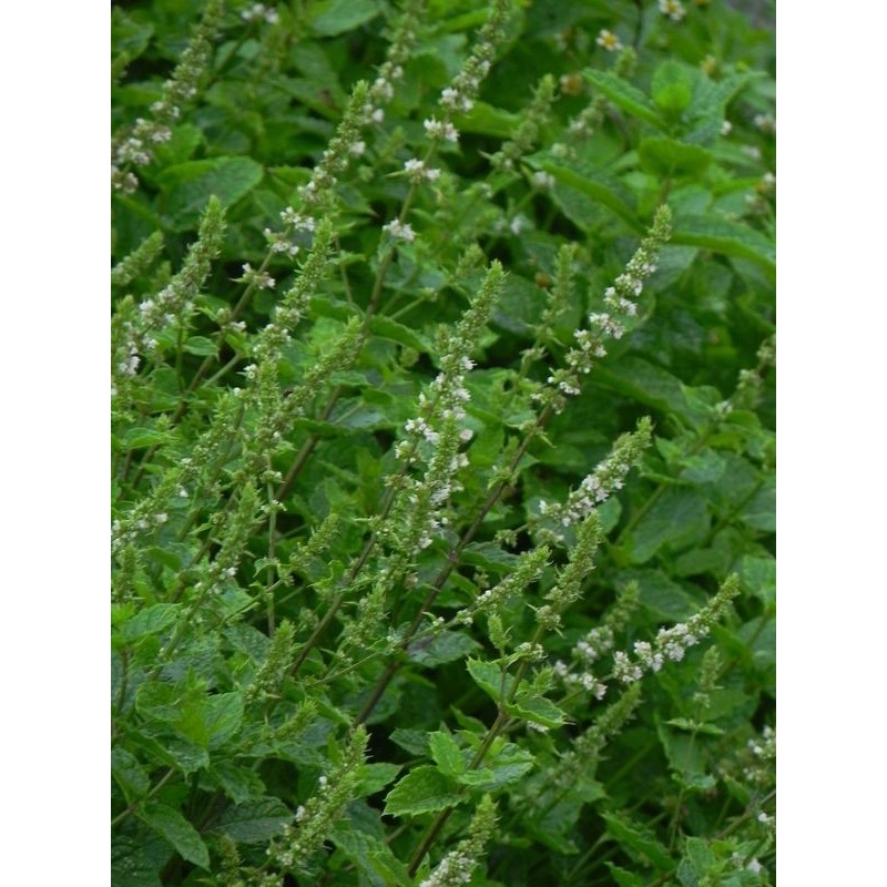 mieta kłosowa (Mentha spicata) Maroccan Mint- Świat bylin - sklep internetowy