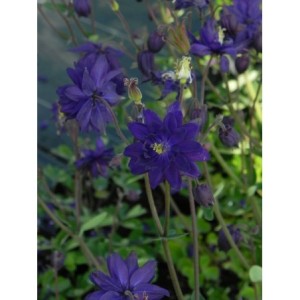 orlik pospolity (Aquilegia vulgaris) plena Blue Barlow- Świat bylin - sklep internetowy