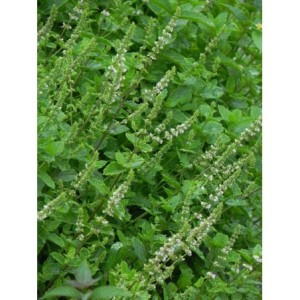 mieta kłosowa (Mentha spicata) Maroccan Mint- Świat bylin - sklep internetowy