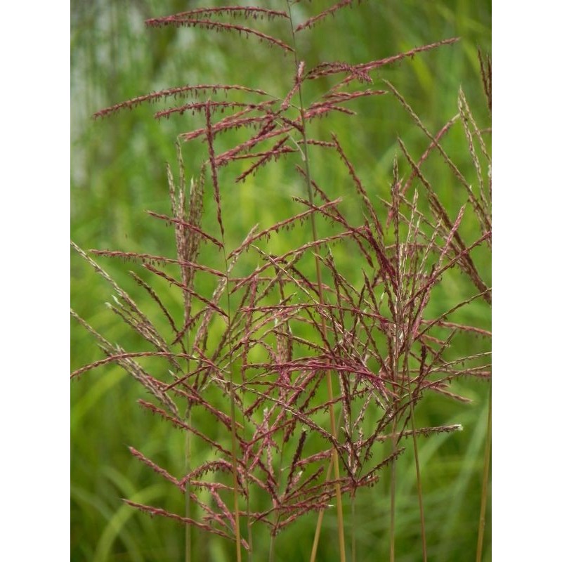 miskant chiński (Miscanthus sinensis) Ferner Osten- Świat bylin - sklep internetowy