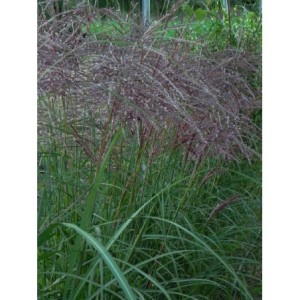 miskant chiński (Miscanthus sinensis) Ferner Osten- Świat bylin - sklep internetowy