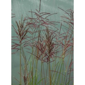 miskant chiński (Miscanthus sinensis) Ferner Osten- Świat bylin - sklep internetowy