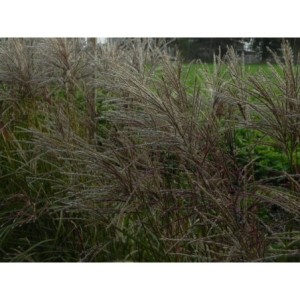 miskant chiński (Miscanthus sinensis) Ferner Osten- Świat bylin - sklep internetowy