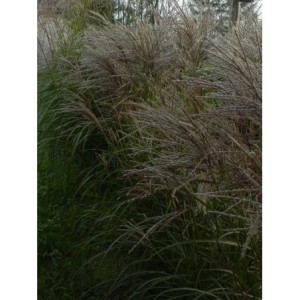 miskant chiński (Miscanthus sinensis) Ferner Osten- Świat bylin - sklep internetowy