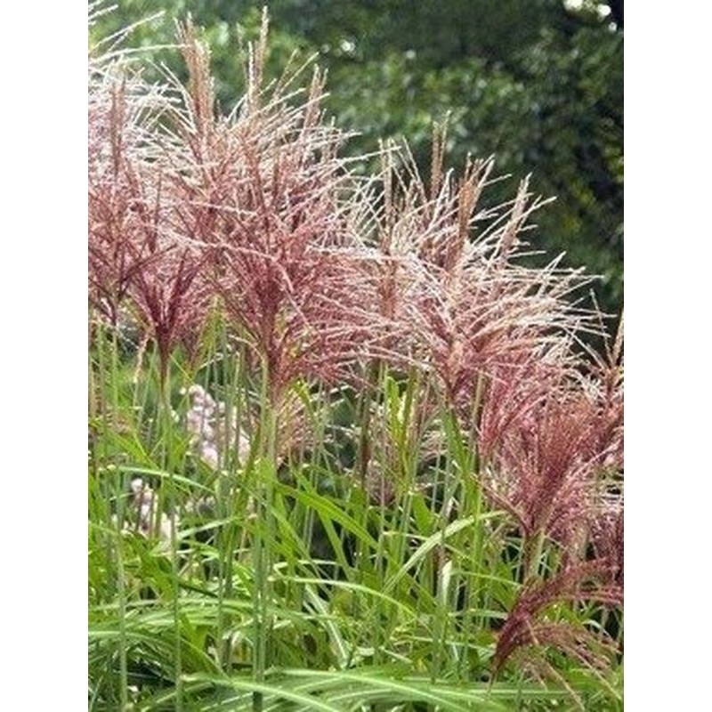 miskant chiński (Miscanthus sinensis) Flamingo- Świat bylin - sklep internetowy