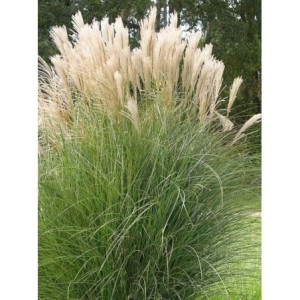 miskant chiński (Miscanthus sinensis) Gracillimus- Świat bylin - sklep internetowy