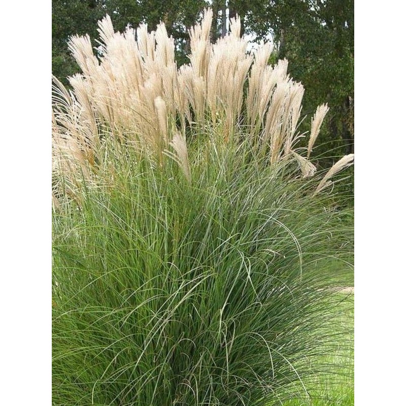 miskant chiński (Miscanthus sinensis) Gracillimus- Świat bylin - sklep internetowy