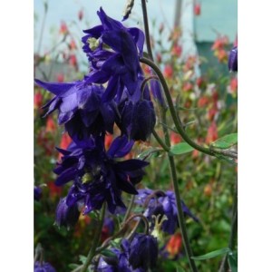 orlik pospolity (Aquilegia vulgaris) plena Blue Barlow- Świat bylin - sklep internetowy