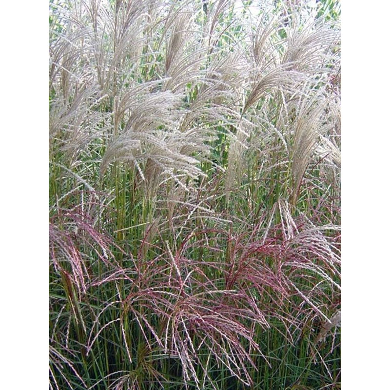 miskant chiński (Miscanthus sinensis) Große Fontäne- Świat bylin - sklep internetowy