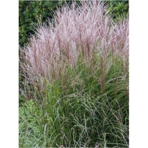 miskant chiński (Miscanthus sinensis) Kleine Fontane- Świat bylin - sklep internetowy