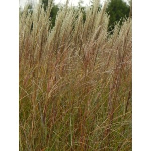 miskant chiński (Miscanthus sinensis) Krater- Świat bylin - sklep internetowy