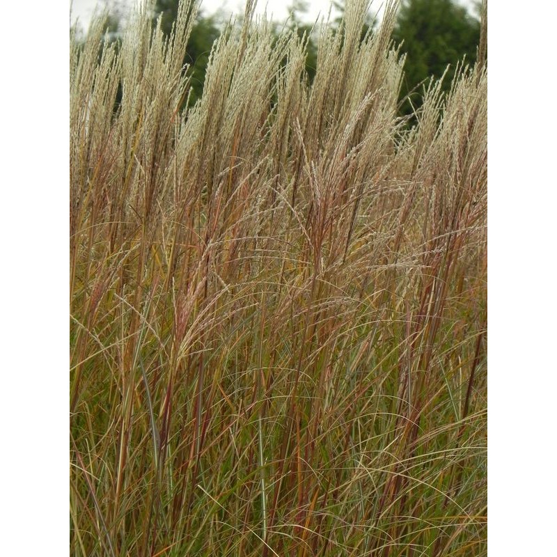 miskant chiński (Miscanthus sinensis) Krater- Świat bylin - sklep internetowy