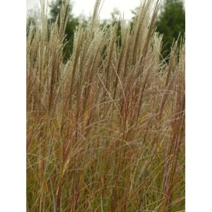 miskant chiński (Miscanthus sinensis) Krater- Świat bylin - sklep internetowy