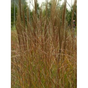 miskant chiński (Miscanthus sinensis) Krater- Świat bylin - sklep internetowy