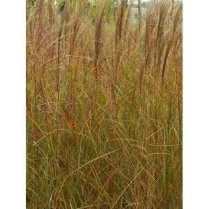 miskant chiński (Miscanthus sinensis) Krater- Świat bylin - sklep internetowy