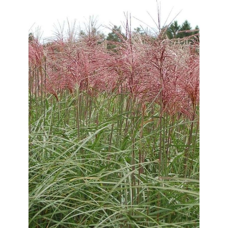miskant chiński (Miscanthus sinensis) Malepartus- Świat bylin - sklep internetowy