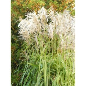 miskant chiński (Miscanthus sinensis) Memory- Świat bylin - sklep internetowy