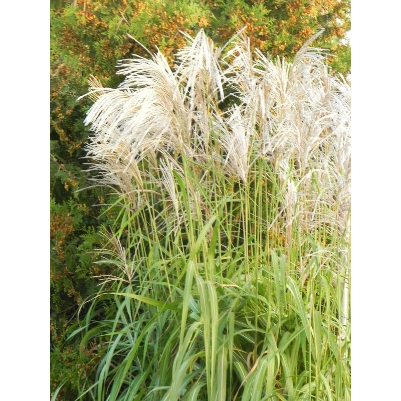 miskant chiński (Miscanthus sinensis) Memory- Świat bylin - sklep internetowy