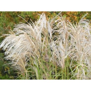 miskant chiński (Miscanthus sinensis) Memory- Świat bylin - sklep internetowy