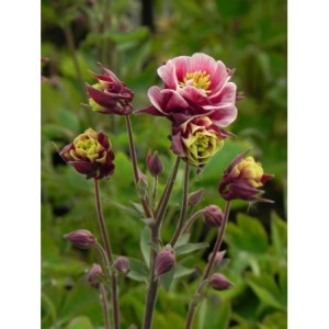 orlik pospolity (Aquilegia vulgaris) Winky Double Red & White- Świat bylin - sklep internetowy