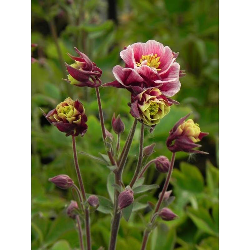 orlik pospolity (Aquilegia vulgaris) Winky Double Red & White- Świat bylin - sklep internetowy