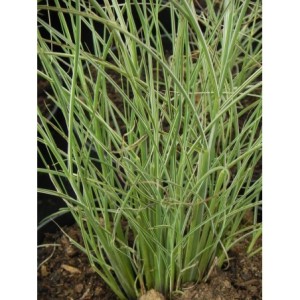 miskant chiński (Miscanthus sinensis) Morning Light- Świat bylin - sklep internetowy