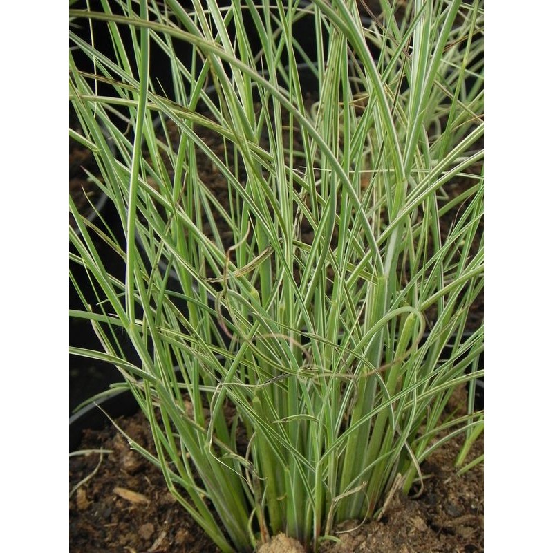 miskant chiński (Miscanthus sinensis) Morning Light- Świat bylin - sklep internetowy