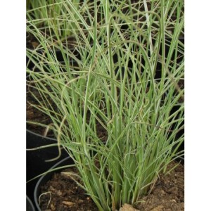 miskant chiński (Miscanthus sinensis) Morning Light- Świat bylin - sklep internetowy