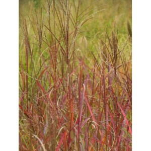 miskant chiński (Miscanthus sinensis) Purple Fall- Świat bylin - sklep internetowy