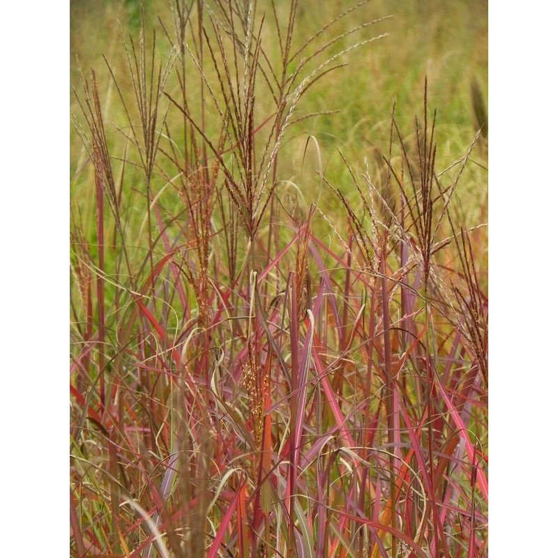 miskant chiński (Miscanthus sinensis) Purple Fall- Świat bylin - sklep internetowy