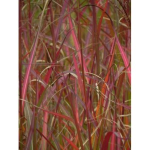 miskant chiński (Miscanthus sinensis) Purple Fall- Świat bylin - sklep internetowy