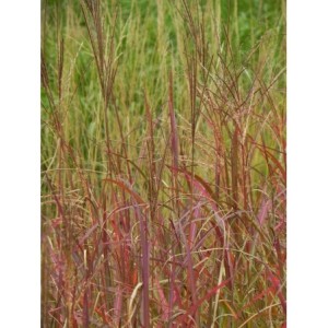 miskant chiński (Miscanthus sinensis) Purple Fall- Świat bylin - sklep internetowy