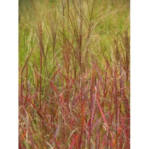 miskant chiński (Miscanthus sinensis) Purple Fall- Świat bylin - sklep internetowy