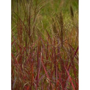 miskant chiński (Miscanthus sinensis) Purple Fall- Świat bylin - sklep internetowy