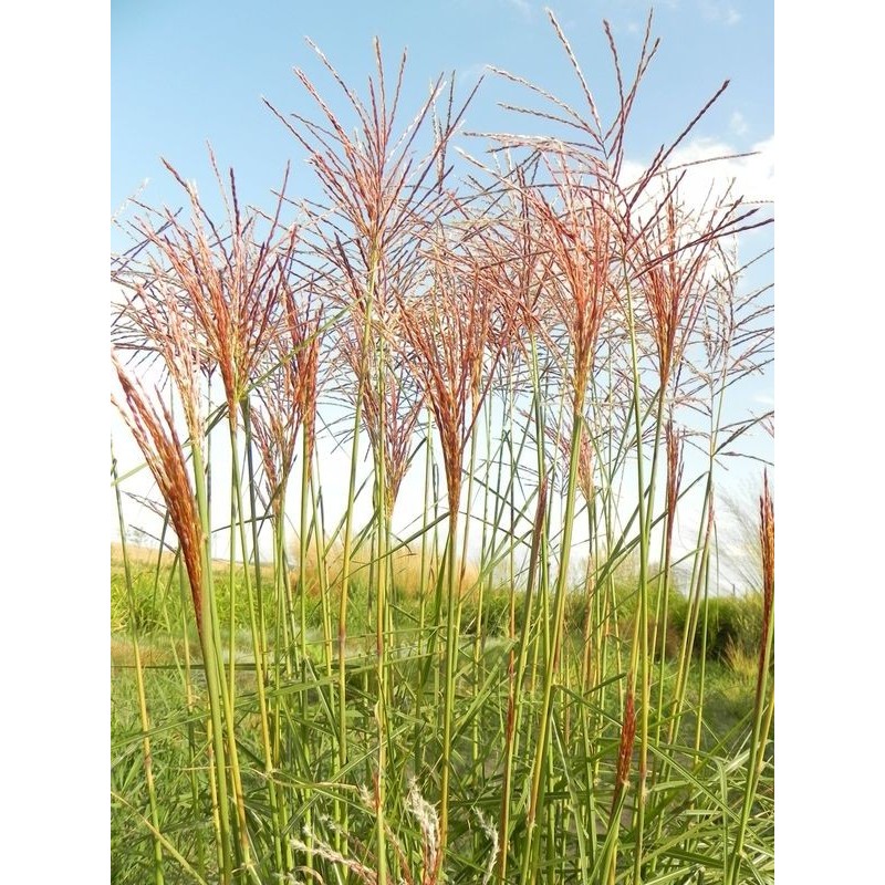 miskant chiński (Miscanthus sinensis) Roter Pfeil- Świat bylin - sklep internetowy
