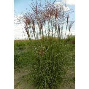 miskant chiński (Miscanthus sinensis) Roter Pfeil- Świat bylin - sklep internetowy