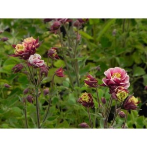 orlik pospolity (Aquilegia vulgaris) Winky Double Red & White- Świat bylin - sklep internetowy