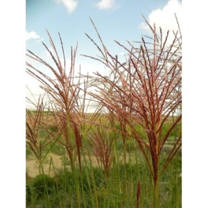 miskant chiński (Miscanthus sinensis) Roter Pfeil- Świat bylin - sklep internetowy
