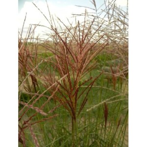 miskant chiński (Miscanthus sinensis) Roter Pfeil- Świat bylin - sklep internetowy
