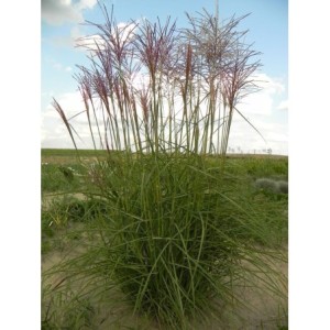 miskant chiński (Miscanthus sinensis) Roter Pfeil- Świat bylin - sklep internetowy