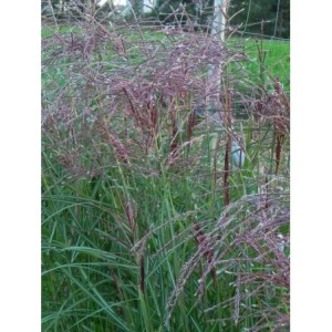 miskant chiński (Miscanthus sinensis) Roter Pfeil- Świat bylin - sklep internetowy
