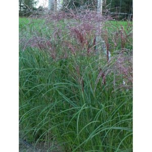 miskant chiński (Miscanthus sinensis) Roter Pfeil- Świat bylin - sklep internetowy