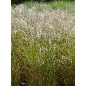 miskant chiński (Miscanthus sinensis) Sarabande- Świat bylin - sklep internetowy