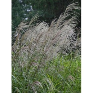 miskant chiński (Miscanthus sinensis) Silberfeder- Świat bylin - sklep internetowy