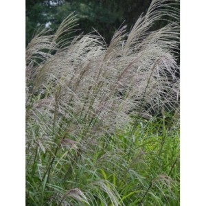 miskant chiński (Miscanthus sinensis) Silberfeder- Świat bylin - sklep internetowy
