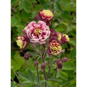 orlik pospolity (Aquilegia vulgaris) Winky Double Red & White- Świat bylin - sklep internetowy