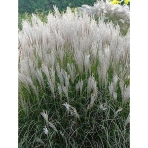 miskant chiński (Miscanthus sinensis) Silberspine- Świat bylin - sklep internetowy
