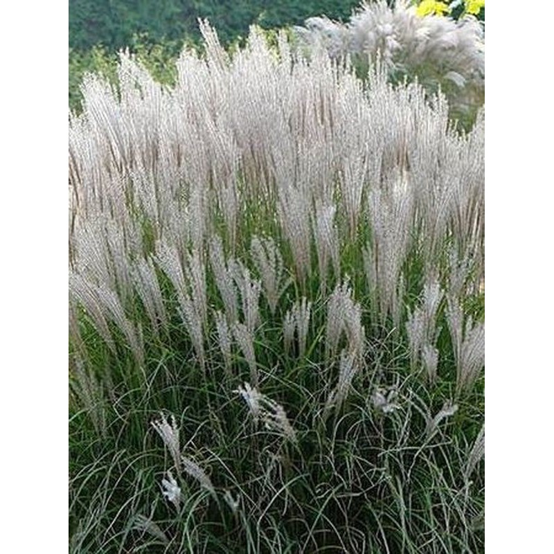 miskant chiński (Miscanthus sinensis) Silberspine- Świat bylin - sklep internetowy